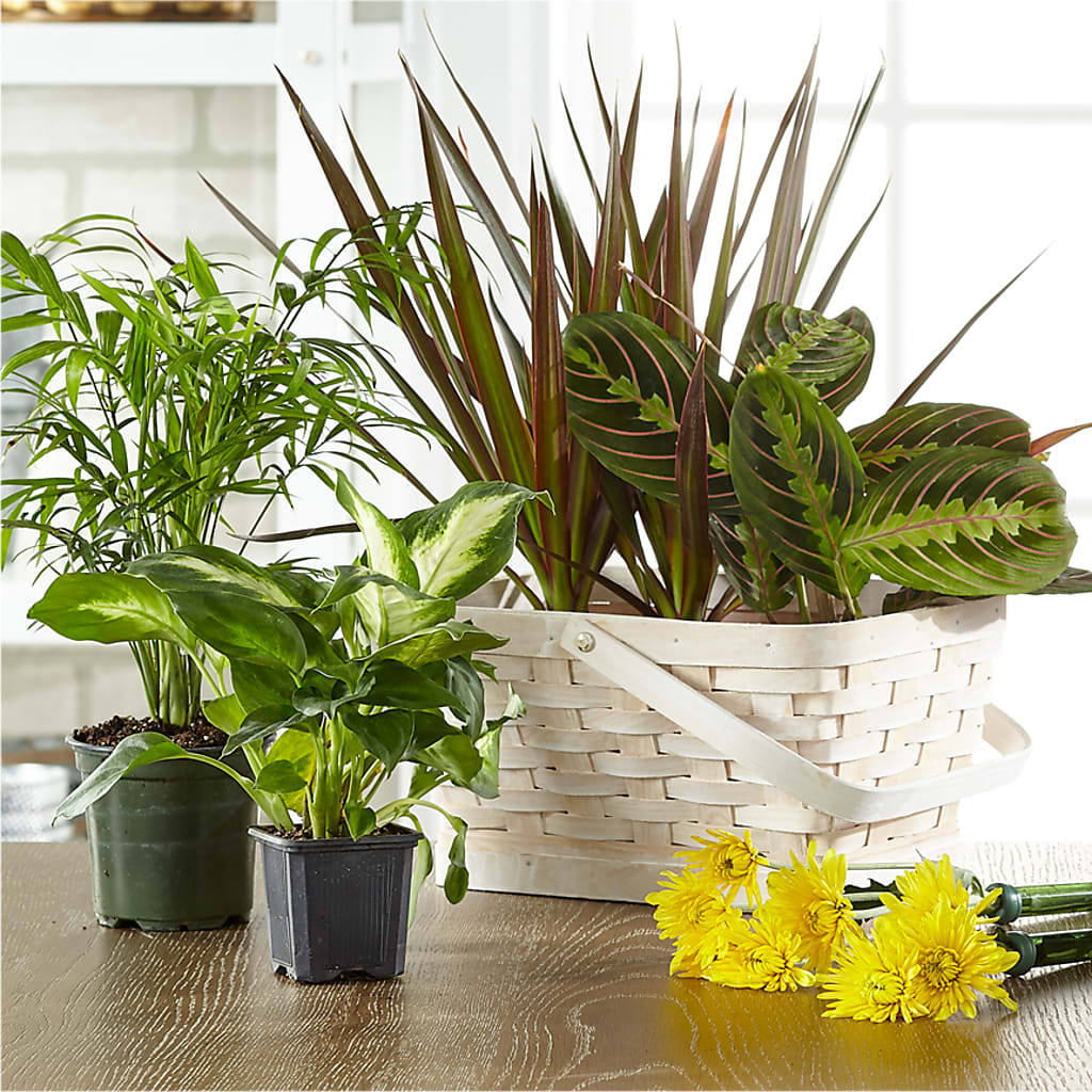 Florist Designed Blooming and Green Plants in a Basket – Colonial Nursery Garden Center, Ladysmith WI