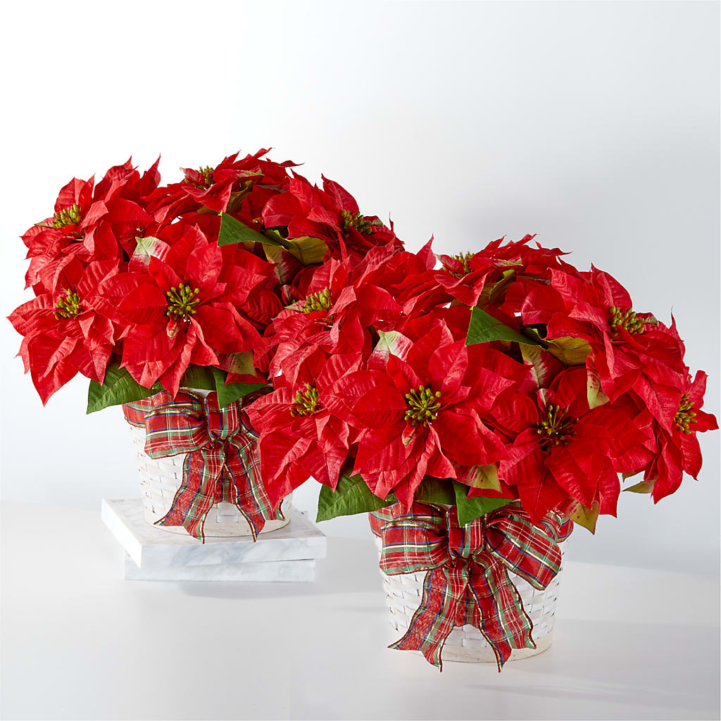 Happiest Holidays Poinsettia Bundle – Colonial Nursery Garden Center, Ladysmith WI