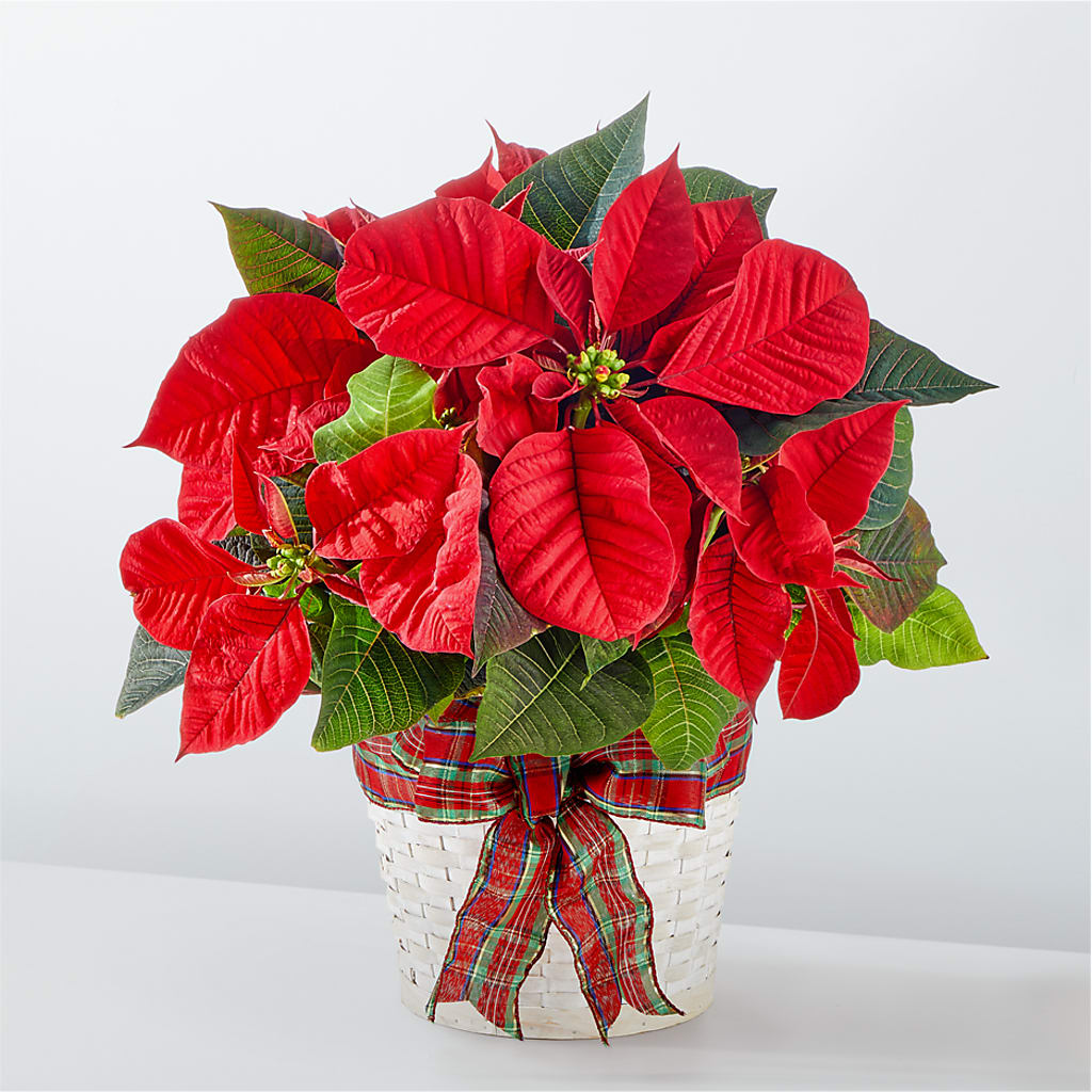 Happiest Holidays Poinsettia – Colonial Nursery Garden Center, Ladysmith WI