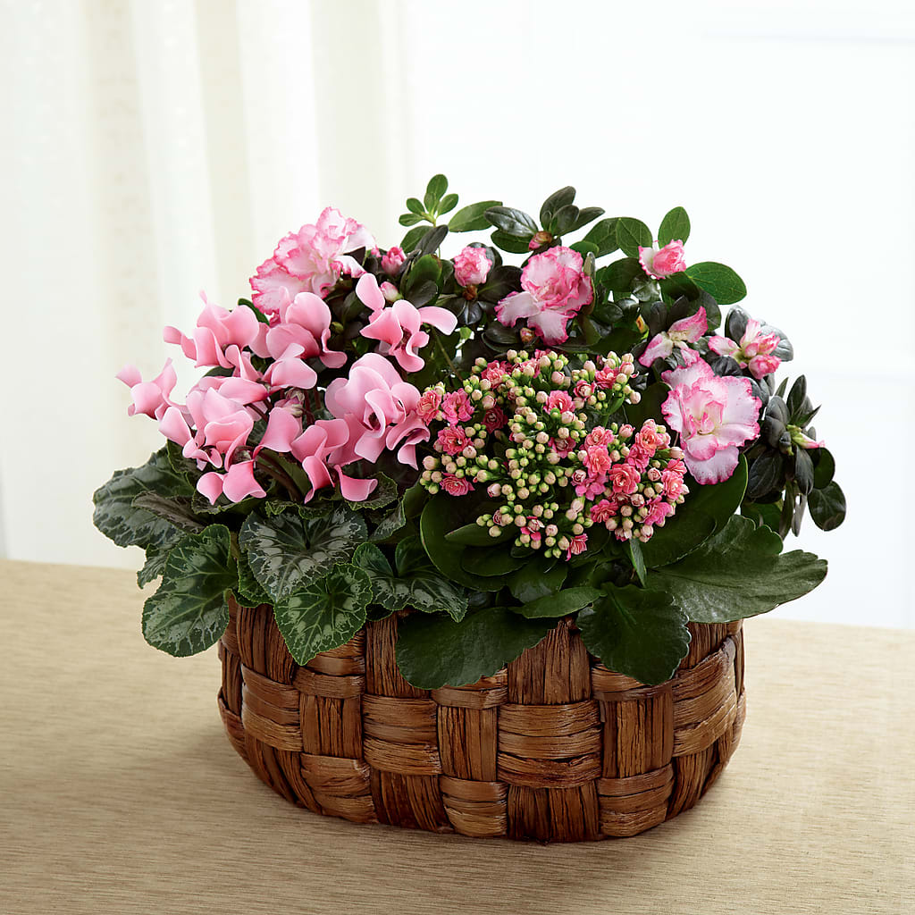 Pink Assortment – Colonial Nursery Garden Center, Ladysmith WI