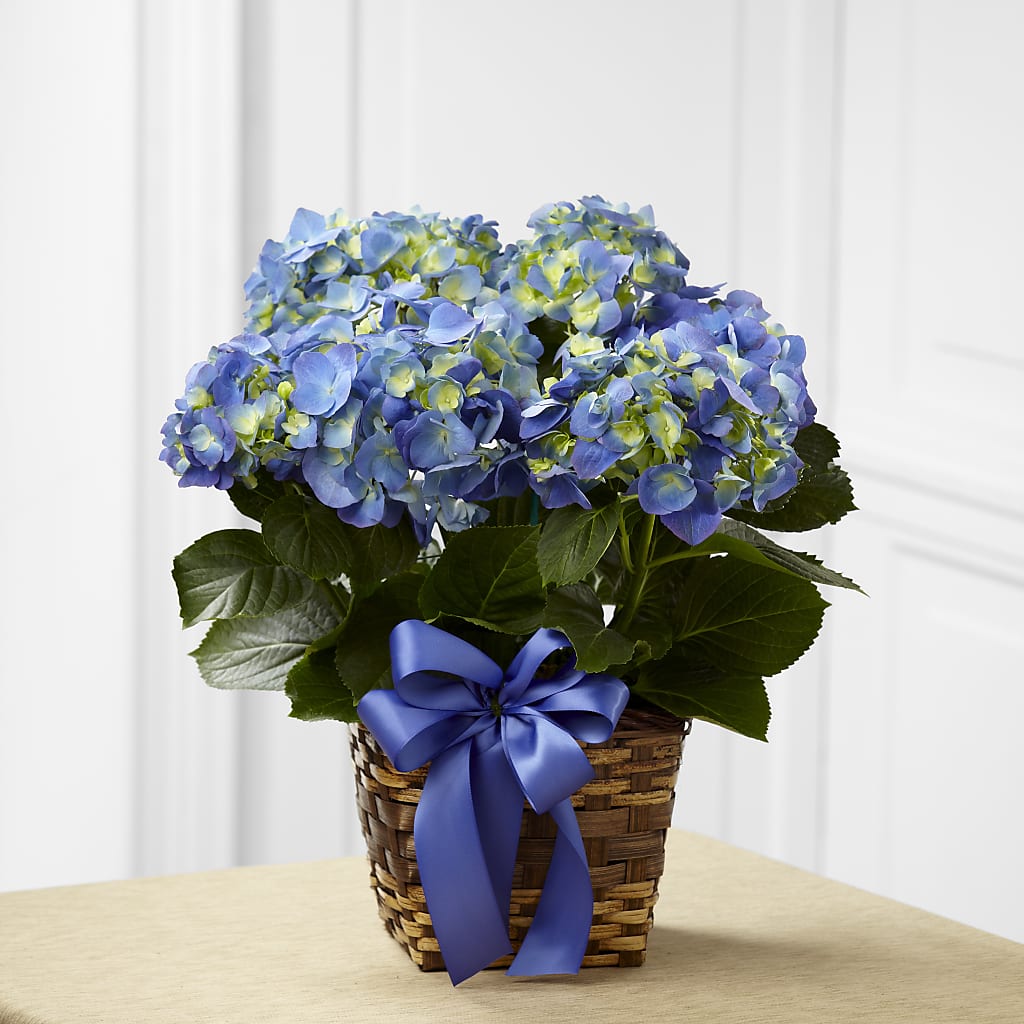Blue Hydrangea Planter – Colonial Nursery Garden Center, Ladysmith WI