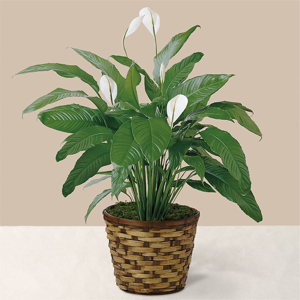 peace lily nursery Tranquil Moments Peace Lily Plant