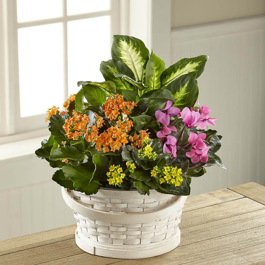 Color Crush Dishgarden – Colonial Nursery Garden Center, Ladysmith WI