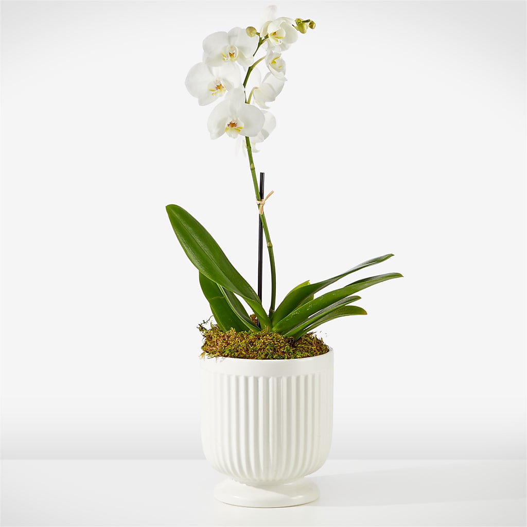 Whispering White Orchid – Colonial Nursery Garden Center, Ladysmith WI
