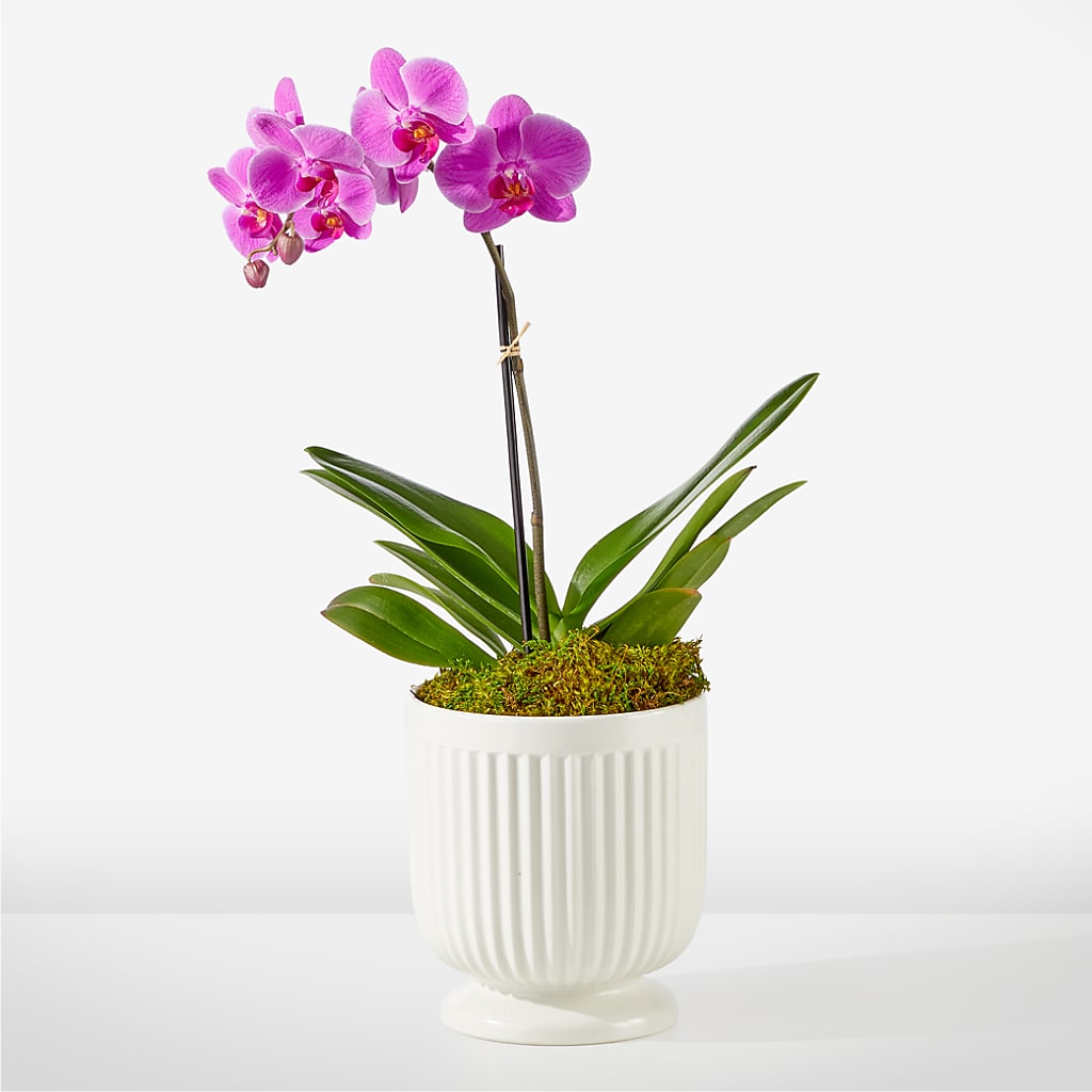 Friendly Fuchsia Orchid – Colonial Nursery Garden Center, Ladysmith WI