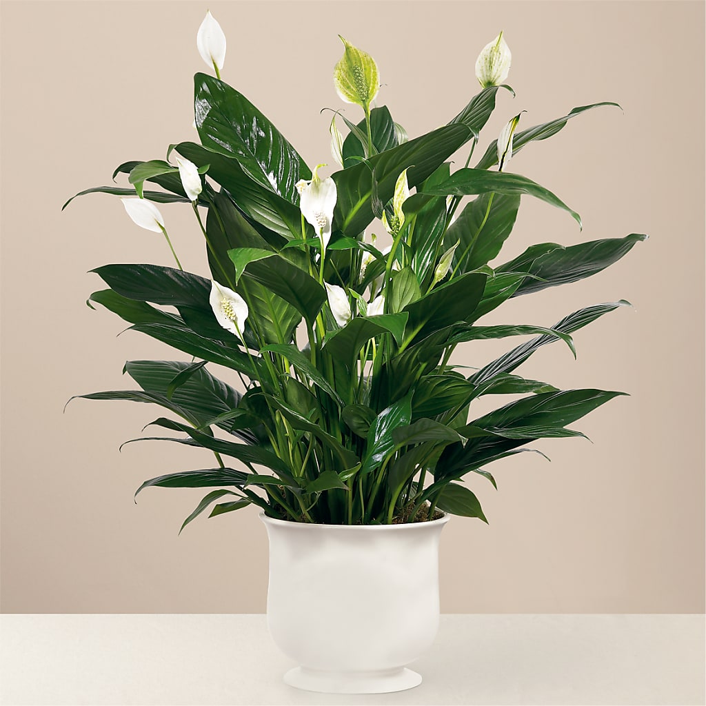 Comfort Planter – Colonial Nursery Garden Center, Ladysmith WI