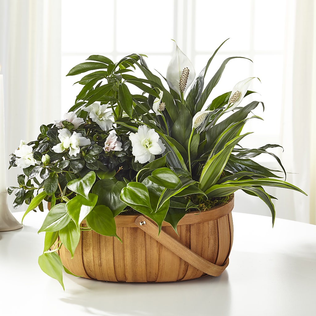 Serene Dishgarden – Colonial Nursery Garden Center, Ladysmith WI
