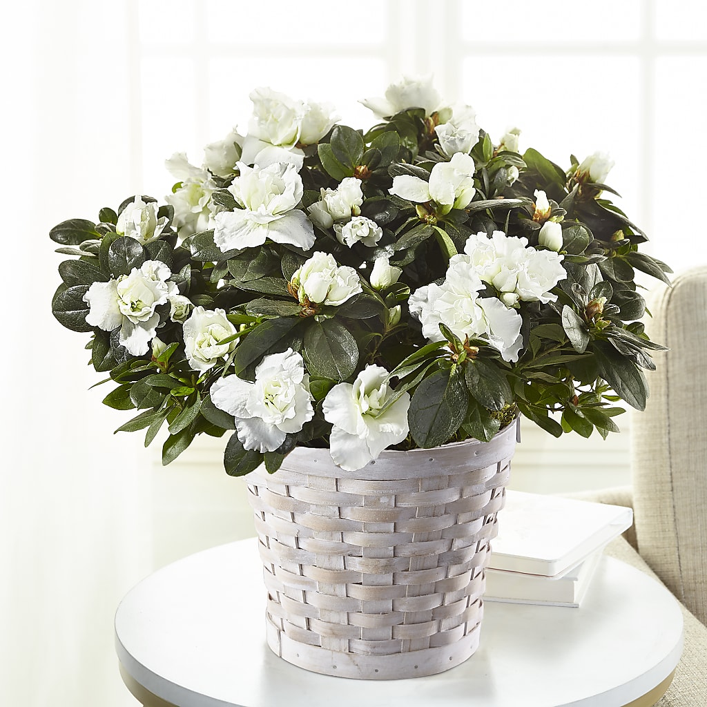 White Azalea Plant – Colonial Nursery Garden Center, Ladysmith WI