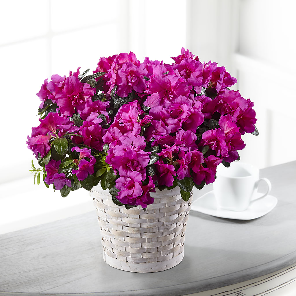 Hope & Serenity Azalea Plant – Colonial Nursery Garden Center, Ladysmith WI