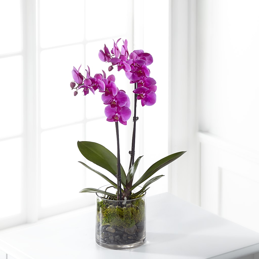 Pink Orchid Plant – Colonial Nursery Garden Center, Ladysmith WI