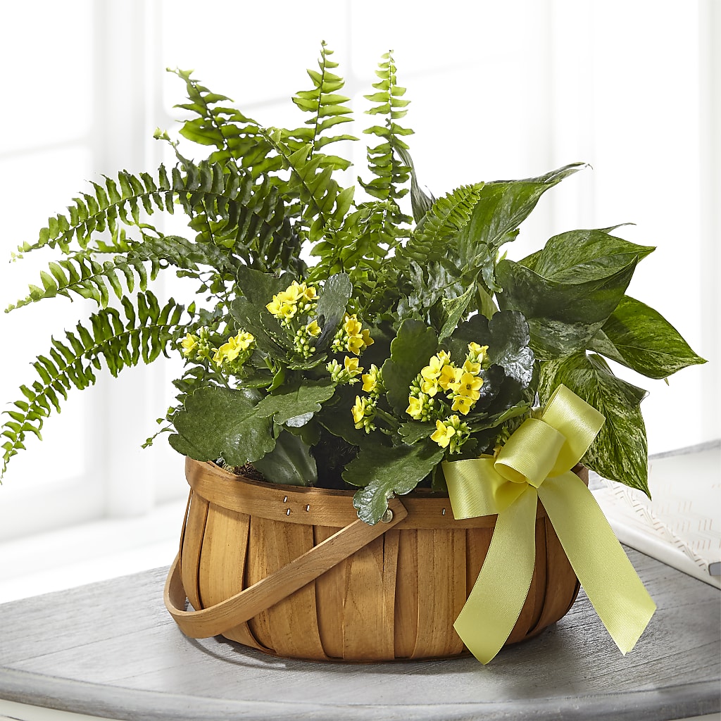 Always Dear Dishgarden – Colonial Nursery Garden Center, Ladysmith WI