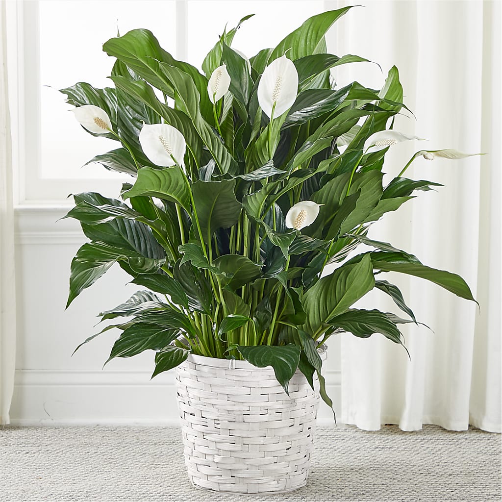 A New Leaf Peace Lily – Colonial Nursery Garden Center, Ladysmith WI