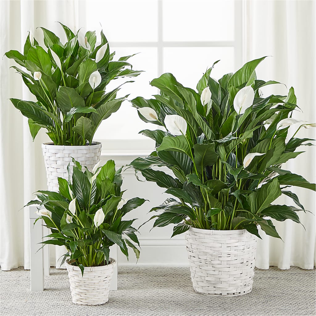A New Leaf Peace Lily – Colonial Nursery Garden Center, Ladysmith WI