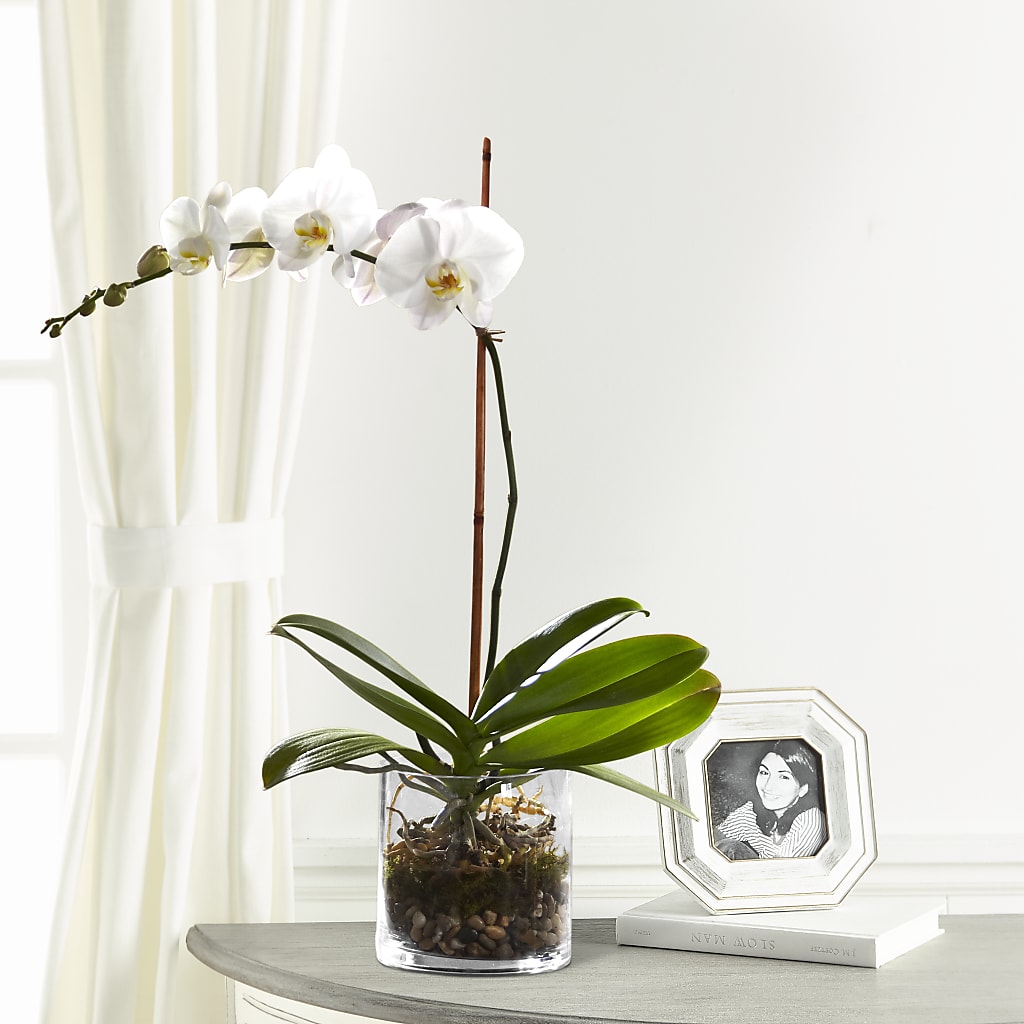 White Orchid Planter – Colonial Nursery Garden Center, Ladysmith WI