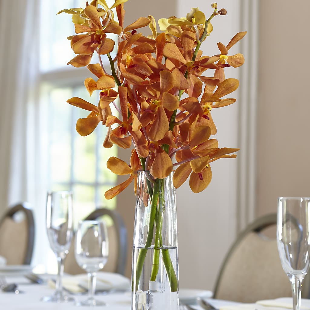 Orange Mokara Bud Vase – Colonial Nursery Garden Center, Ladysmith WI