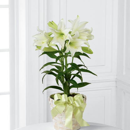 Easter Lily Plant –  Colonial Nursery Garden Center, Ladysmith WI