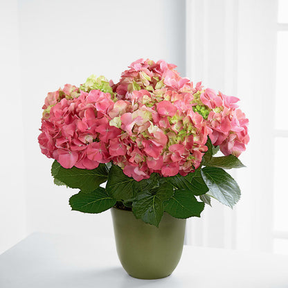 Pink Hydrangea Planter –  Colonial Nursery Garden Center, Ladysmith WI