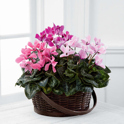 Mixed Cyclamen Planter –  Colonial Nursery Garden Center, Ladysmith WI