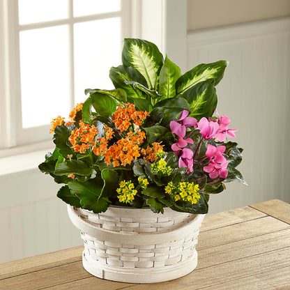 Color Crush Dishgarden –  Colonial Nursery Garden Center, Ladysmith WI