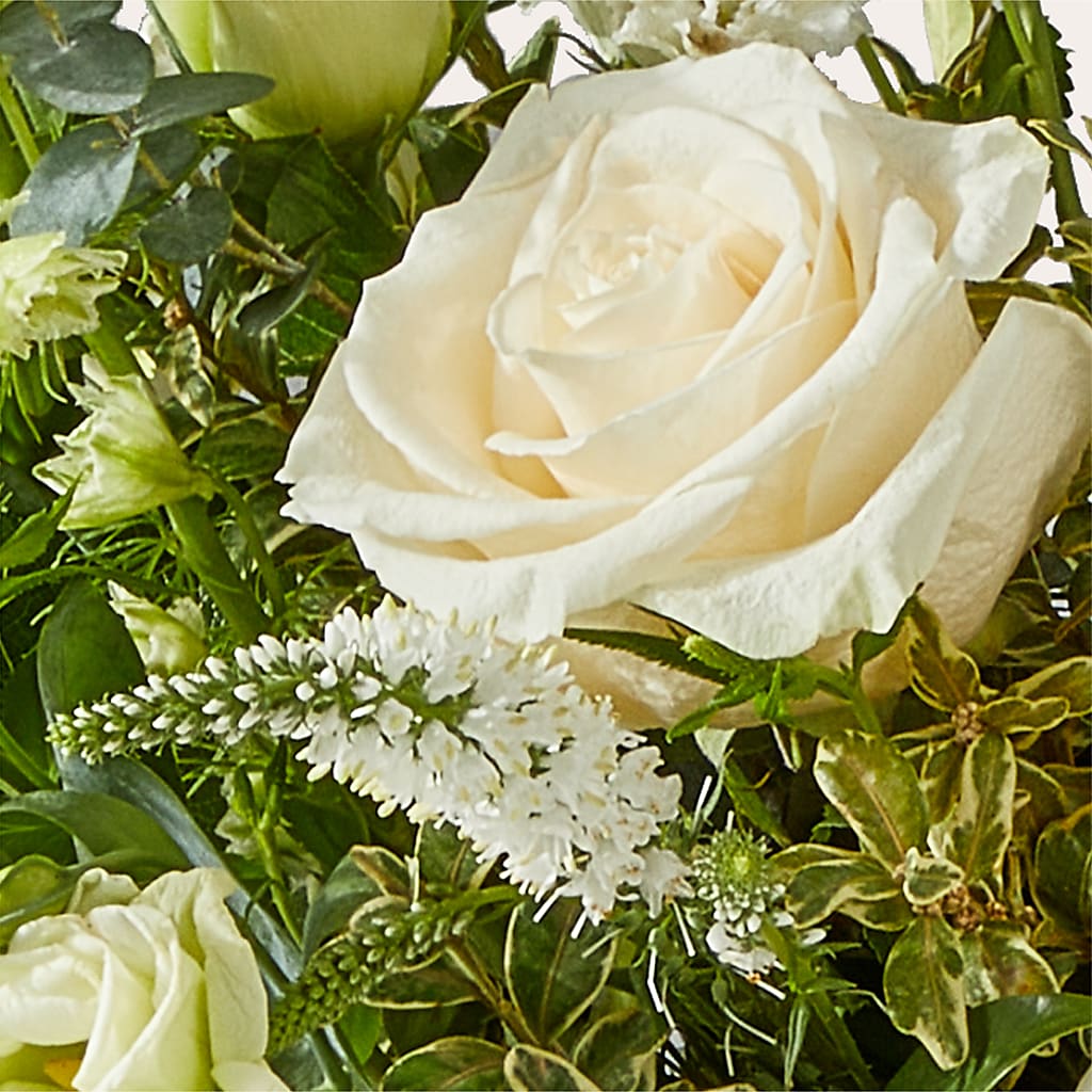 Cashmere Bouquet –  Colonial Nursery Garden Center, Ladysmith WI