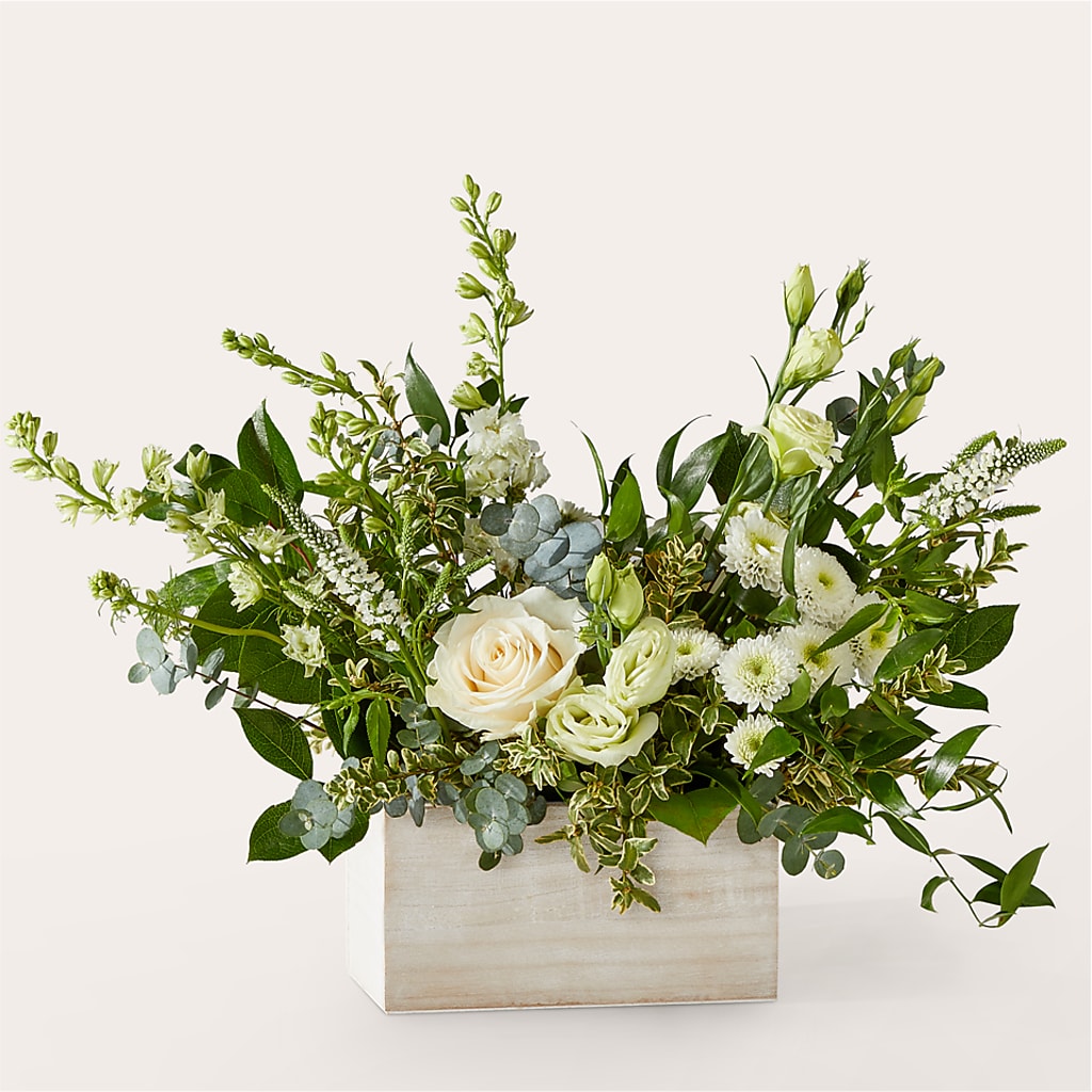 Cashmere Bouquet –  Colonial Nursery Garden Center, Ladysmith WI