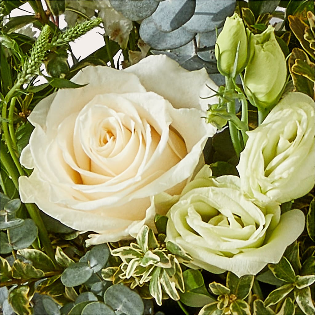 Cashmere Bouquet –  Colonial Nursery Garden Center, Ladysmith WI