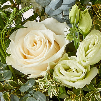 Cashmere Bouquet –  Colonial Nursery Garden Center, Ladysmith WI
