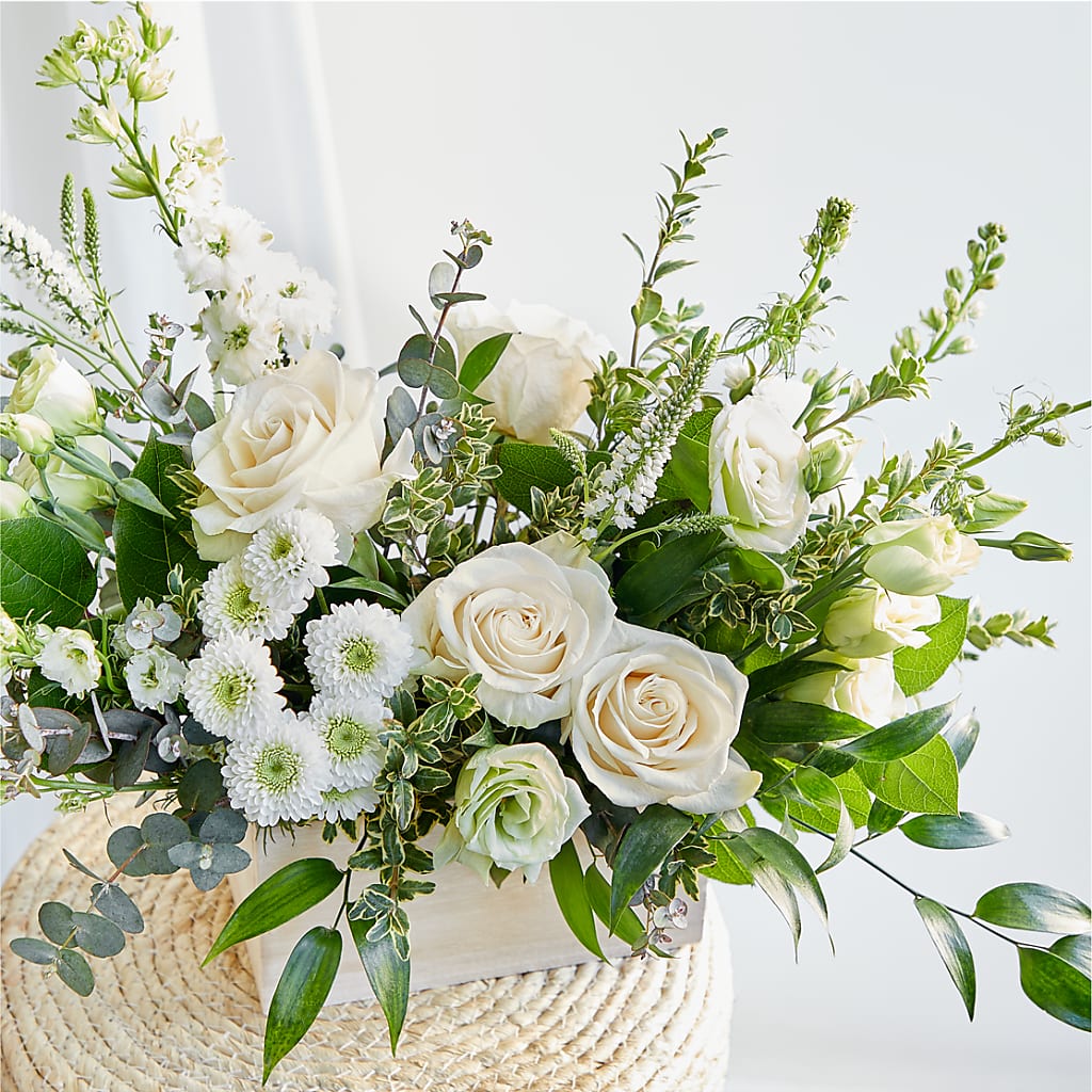 Cashmere Bouquet –  Colonial Nursery Garden Center, Ladysmith WI