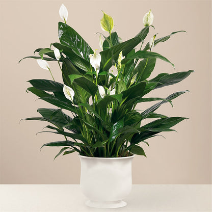 Comfort Planter –  Colonial Nursery Garden Center, Ladysmith WI