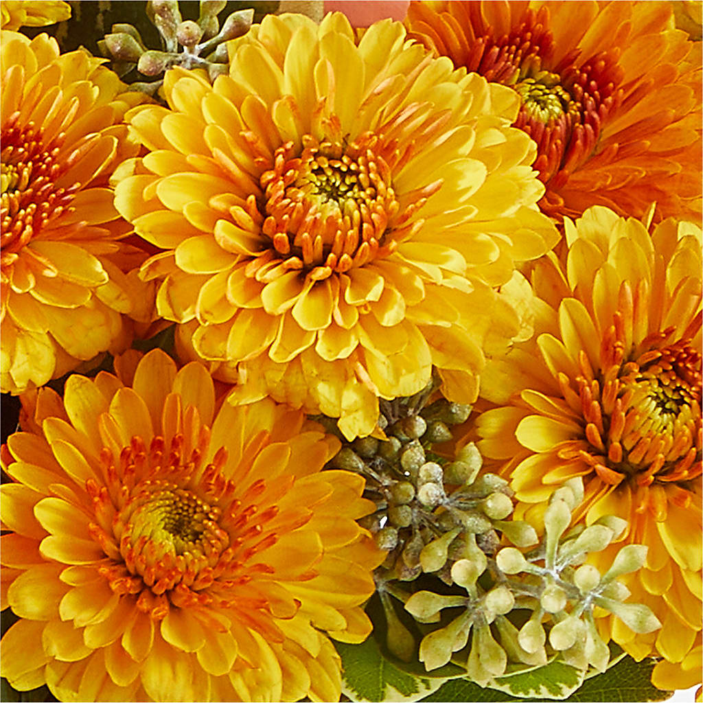 Peachy Pumpkin –  Colonial Nursery Garden Center, Ladysmith WI