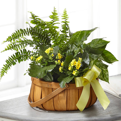 Always Dear Dishgarden –  Colonial Nursery Garden Center, Ladysmith WI
