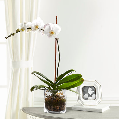 White Orchid Planter –  Colonial Nursery Garden Center, Ladysmith WI