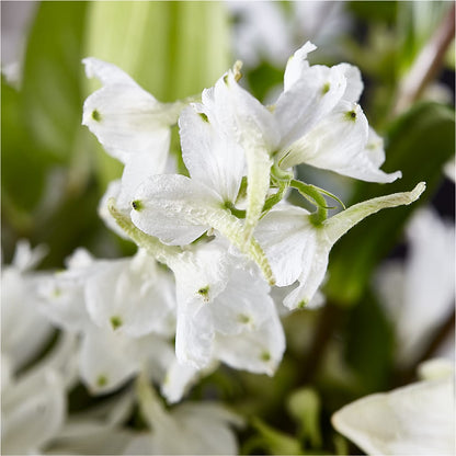 Classic Ivory – A Florist Original –  Colonial Nursery Garden Center, Ladysmith WI