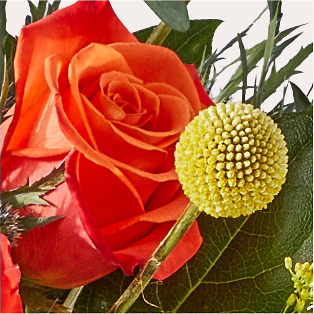 Disco Bouquet –  Colonial Nursery Garden Center, Ladysmith WI