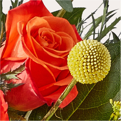 Disco Bouquet –  Colonial Nursery Garden Center, Ladysmith WI