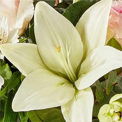 Ballet Slippers Bouquet –  Colonial Nursery Garden Center, Ladysmith WI